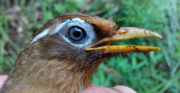 画眉鸟什么眼沙好