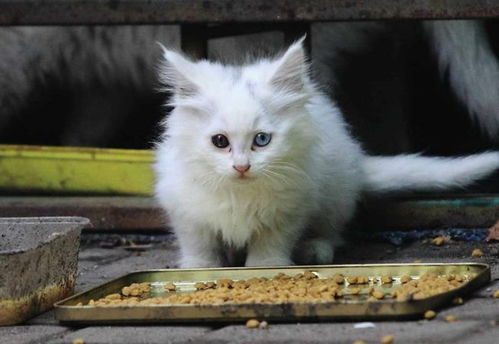 小猫多大可以就可以吃猫粮呢?