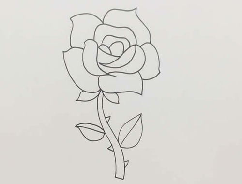玫瑰花简笔画画法详解 让你变身小画手