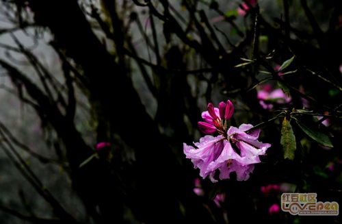 "雾里看花"的歌词!