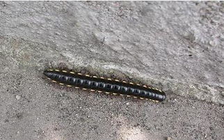 像蜈蚣的多足虫子有哪些?