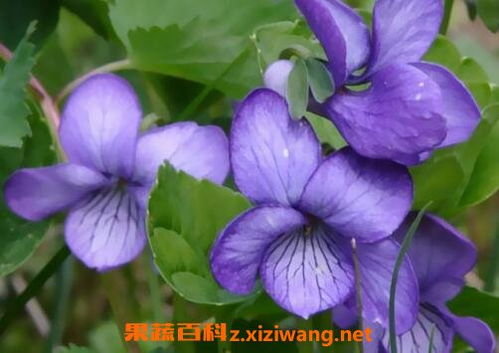 紫罗兰花在家里怎么养,6个步骤手把手教你如何养殖