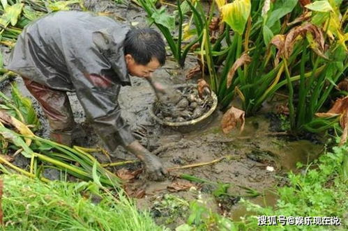 白慈姑不能和什么一起吃?