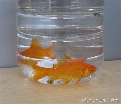 纯净水养鱼可以吗