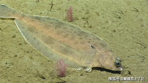 比目鱼又叫什么鱼?