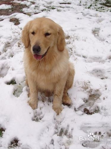 如何训练金毛犬
