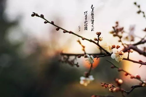 陆游《卜算子咏梅》原文翻译及赏析