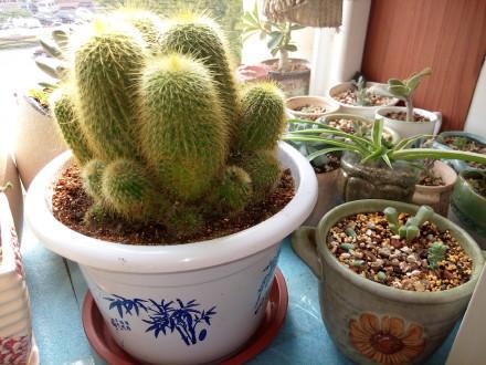 金丝猴仙人球的养殖方法介绍