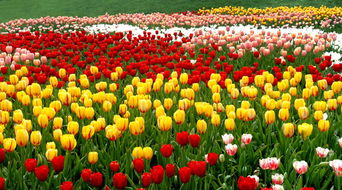 石象湖风景区门票价格是多少?