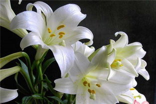 什么人不能吃百合?