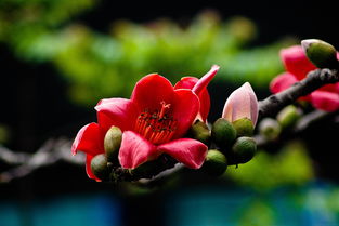 英雄花又叫什么花?