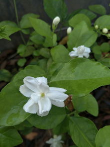 茉莉花香有什么作用