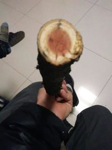 野生火琉璃树长什么样?