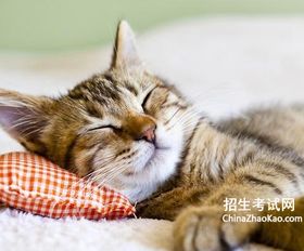 枕头打一成语