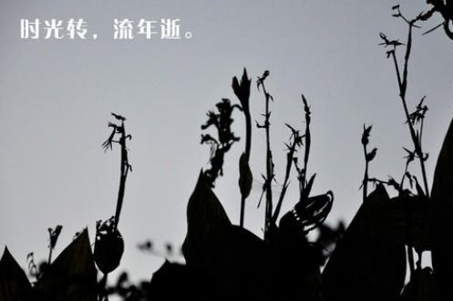 流年不负,岁月可期的意思是什么?