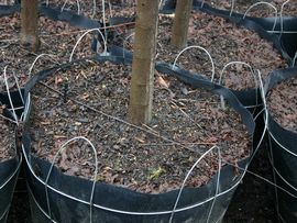 腐殖质是什么意思