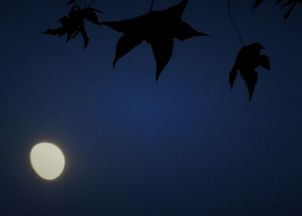 十五夜望月的古诗全诗