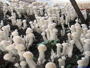 重庆沙坪坝蘑菇生产基地培训班