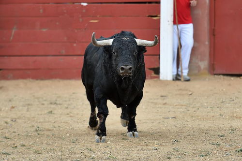 小牛的叫声怎么写中文