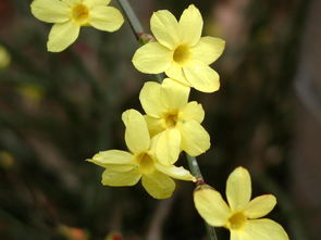 迎春花叶子干枯怎么办?