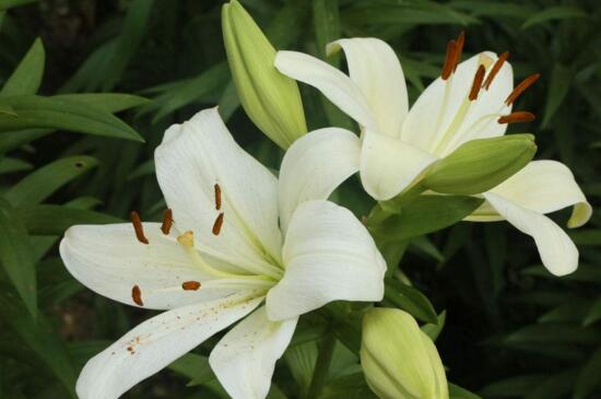 百合花代表什么意思