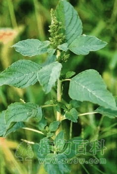 反枝苋的功效与作用