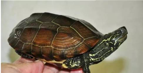 草龟的饲养方法和注意事项