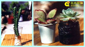 水培多肉怎么养