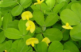 花生的寓意和象征是什么?