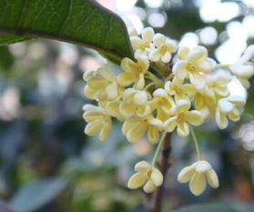 九里香什么时候开花呢?九里香一年开几次花呢?