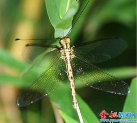蜻蜓长什么样子?