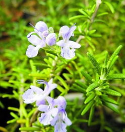 迷迭香的花语是什么?