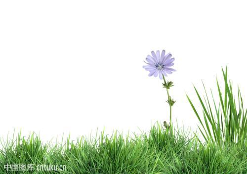 绿草野花打一动物是什么?