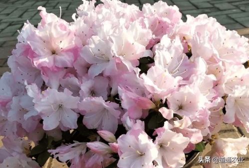 东洋杜鹃花的养殖方法和注意事项