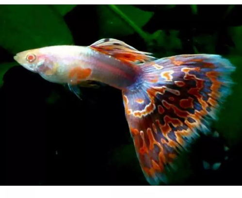 孔雀鱼多久繁殖一次