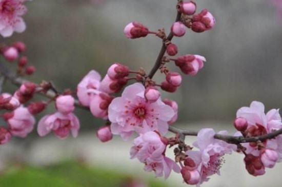 桃花的样子是什么样