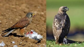 老鹰的天敌是什么?