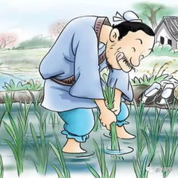 揠苗助长小古文翻译及注释是什么?