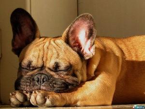 癞皮狗是什么意思