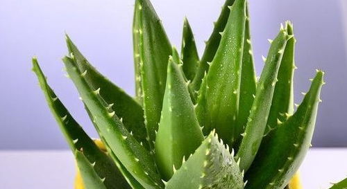 芦荟怎么浇水?