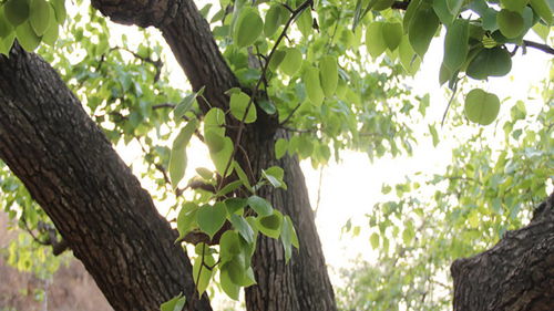 周公解梦梦见梨树上结了很多梨的寓意