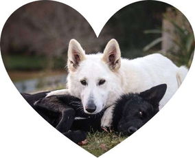 狗扯羊皮是什么意思?