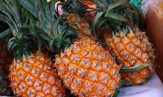 菠字组词有哪些_菠怎么组词