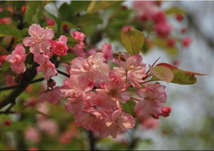 海棠花的花语是什么
