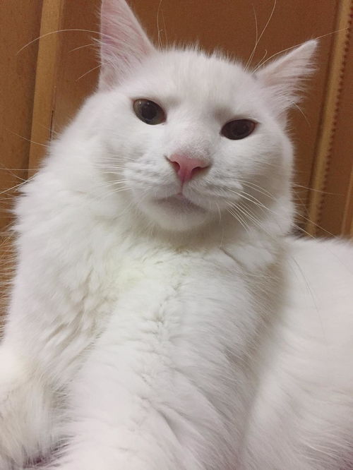 猫老是叫唤是怎么回事