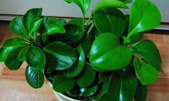 女生被人说是小家碧玉好不好,算有气质吗?