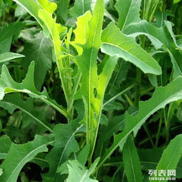 野生苦菜的功用