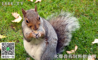 如何饲养松鼠