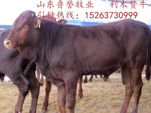 南方养肉牛哪个品种好,南方养牛一般是哪种品种
