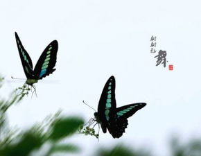 “翩翩起舞”的近义词是什么?